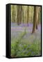 A View of Bluebells in Micheldever Wood-Chris Button-Framed Stretched Canvas