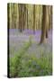 A View of Bluebells in Micheldever Wood-Chris Button-Stretched Canvas