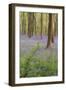 A View of Bluebells in Micheldever Wood-Chris Button-Framed Photographic Print