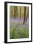 A View of Bluebells in Micheldever Wood-Chris Button-Framed Photographic Print