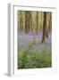 A View of Bluebells in Micheldever Wood-Chris Button-Framed Photographic Print