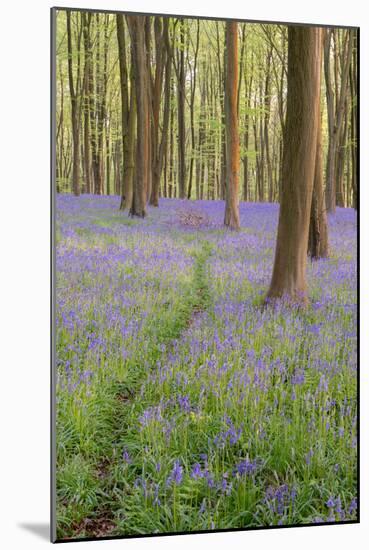 A View of Bluebells in Micheldever Wood-Chris Button-Mounted Photographic Print