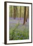 A View of Bluebells in Micheldever Wood-Chris Button-Framed Photographic Print