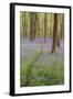 A View of Bluebells in Micheldever Wood-Chris Button-Framed Photographic Print