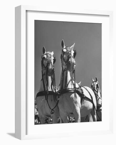 A View of the Army Remount Service's Parade of Horses-null-Framed Photographic Print