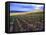 A View of the Champagne Vineyards-null-Framed Stretched Canvas