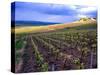 A View of the Champagne Vineyards-null-Stretched Canvas