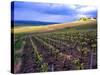 A View of the Champagne Vineyards-null-Stretched Canvas