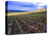 A View of the Champagne Vineyards-null-Stretched Canvas