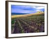 A View of the Champagne Vineyards-null-Framed Photographic Print