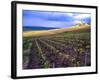 A View of the Champagne Vineyards-null-Framed Photographic Print