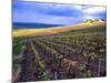 A View of the Champagne Vineyards-null-Mounted Photographic Print