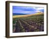 A View of the Champagne Vineyards-null-Framed Photographic Print