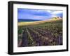 A View of the Champagne Vineyards-null-Framed Photographic Print