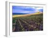 A View of the Champagne Vineyards-null-Framed Photographic Print