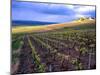 A View of the Champagne Vineyards-null-Mounted Photographic Print