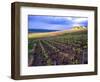 A View of the Champagne Vineyards-null-Framed Photographic Print