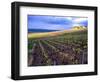 A View of the Champagne Vineyards-null-Framed Photographic Print
