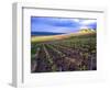 A View of the Champagne Vineyards-null-Framed Photographic Print