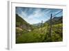 A Vineyard on a Hillside in Northern Italy with the Alps-Sheila Haddad-Framed Photographic Print