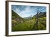 A Vineyard on a Hillside in Northern Italy with the Alps-Sheila Haddad-Framed Photographic Print