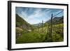 A Vineyard on a Hillside in Northern Italy with the Alps-Sheila Haddad-Framed Photographic Print