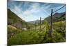 A Vineyard on a Hillside in Northern Italy with the Alps-Sheila Haddad-Mounted Photographic Print