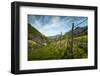 A Vineyard on a Hillside in Northern Italy with the Alps-Sheila Haddad-Framed Photographic Print