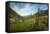 A Vineyard on a Hillside in Northern Italy with the Alps-Sheila Haddad-Framed Stretched Canvas