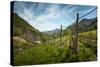 A Vineyard on a Hillside in Northern Italy with the Alps-Sheila Haddad-Stretched Canvas