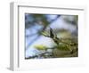 A Violet-Capped Wood Nymph Calls Out on a Branch in Ubatuba, Brazil-Alex Saberi-Framed Photographic Print