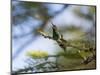 A Violet-Capped Wood Nymph Calls Out on a Branch in Ubatuba, Brazil-Alex Saberi-Mounted Photographic Print