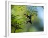 A Violet-Capped Wood Nymph Rests on a Branch in Ubatuba, Brazil-Alex Saberi-Framed Photographic Print