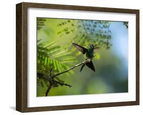 A Violet-Capped Wood Nymph Rests on a Branch in Ubatuba, Brazil-Alex Saberi-Framed Photographic Print