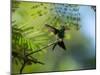 A Violet-Capped Wood Nymph Rests on a Branch in Ubatuba, Brazil-Alex Saberi-Mounted Photographic Print