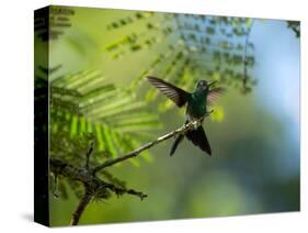 A Violet-Capped Wood Nymph Rests on a Branch in Ubatuba, Brazil-Alex Saberi-Stretched Canvas