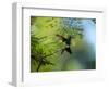 A Violet-Capped Wood Nymph Rests on a Branch in Ubatuba, Brazil-Alex Saberi-Framed Photographic Print