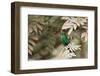 A Violet-Capped Wood Nymph, Thalurania Glaucopis, Covered in Pollen after Feeding-Alex Saberi-Framed Photographic Print