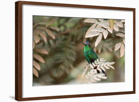 A Violet-Capped Wood Nymph, Thalurania Glaucopis, Covered in Pollen after Feeding-Alex Saberi-Framed Photographic Print