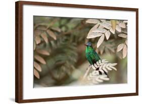 A Violet-Capped Wood Nymph, Thalurania Glaucopis, Covered in Pollen after Feeding-Alex Saberi-Framed Photographic Print