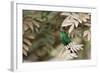 A Violet-Capped Wood Nymph, Thalurania Glaucopis, Covered in Pollen after Feeding-Alex Saberi-Framed Photographic Print