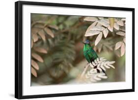 A Violet-Capped Wood Nymph, Thalurania Glaucopis, Covered in Pollen after Feeding-Alex Saberi-Framed Photographic Print