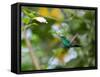 A Violet-Capped Wood Nymph, Thalurania Glaucopis, Feeding and Flying in Ubatuba, Brazil-Alex Saberi-Framed Stretched Canvas