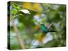 A Violet-Capped Wood Nymph, Thalurania Glaucopis, Feeding and Flying in Ubatuba, Brazil-Alex Saberi-Stretched Canvas