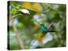 A Violet-Capped Wood Nymph, Thalurania Glaucopis, Feeding and Flying in Ubatuba, Brazil-Alex Saberi-Stretched Canvas