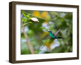 A Violet-Capped Wood Nymph, Thalurania Glaucopis, Feeding and Flying in Ubatuba, Brazil-Alex Saberi-Framed Photographic Print