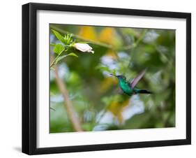 A Violet-Capped Wood Nymph, Thalurania Glaucopis, Feeding and Flying in Ubatuba, Brazil-Alex Saberi-Framed Photographic Print