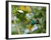 A Violet-Capped Wood Nymph, Thalurania Glaucopis, Feeding and Flying in Ubatuba, Brazil-Alex Saberi-Framed Photographic Print