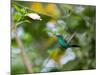 A Violet-Capped Wood Nymph, Thalurania Glaucopis, Feeding and Flying in Ubatuba, Brazil-Alex Saberi-Mounted Photographic Print