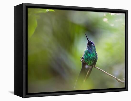 A Violet-Capped Wood Nymph, Thalurania Glaucopis, Sits on a Branch-Alex Saberi-Framed Stretched Canvas